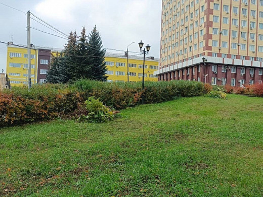 В Троицком сквере подстригли пендульные березы 